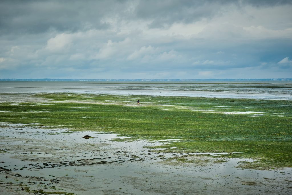 Oeuvre Marée basse 2 Paysage et nature