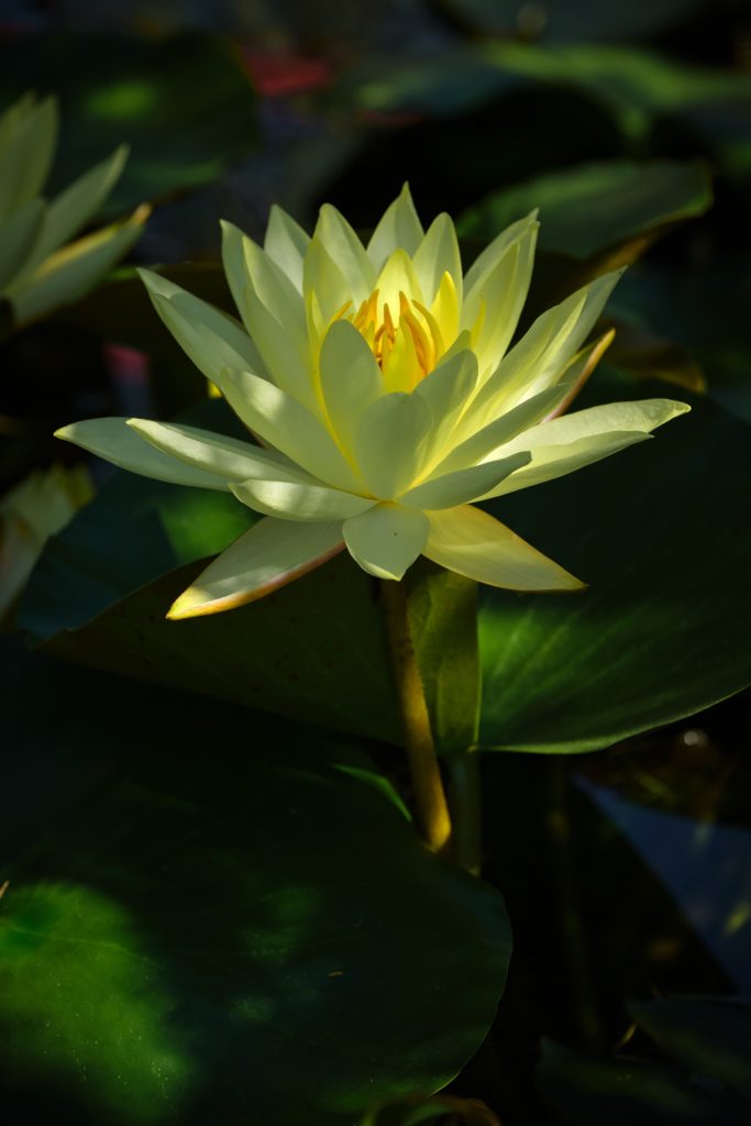Oeuvre Nymphaea lotus Paysage et nature