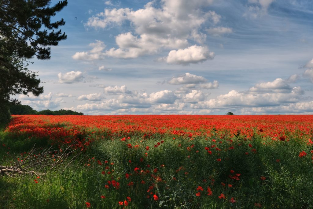 Oeuvre Champ de coquelicots 2 Paysage et nature