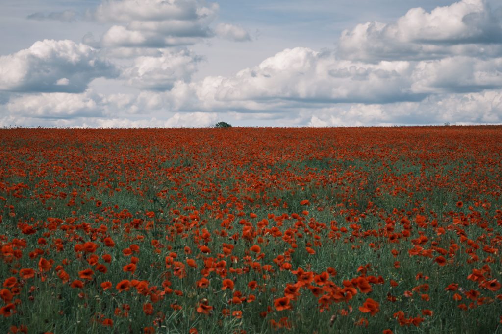 Oeuvre Champ de coquelicots Paysage et nature