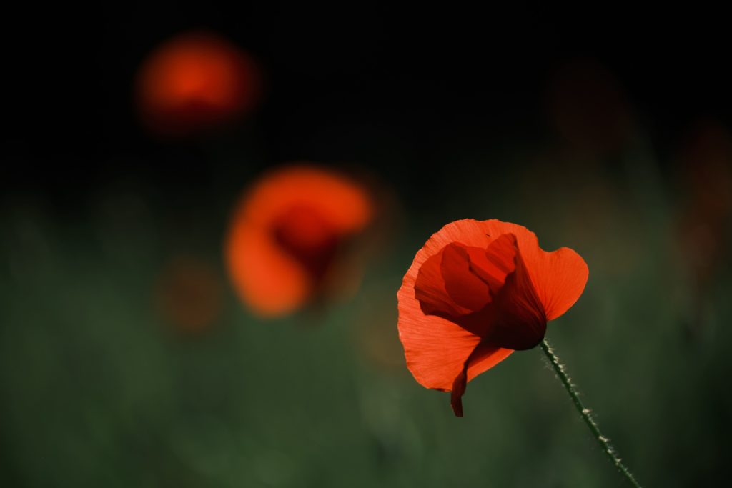 Oeuvre Le rêve du coquelicot Paysage et nature