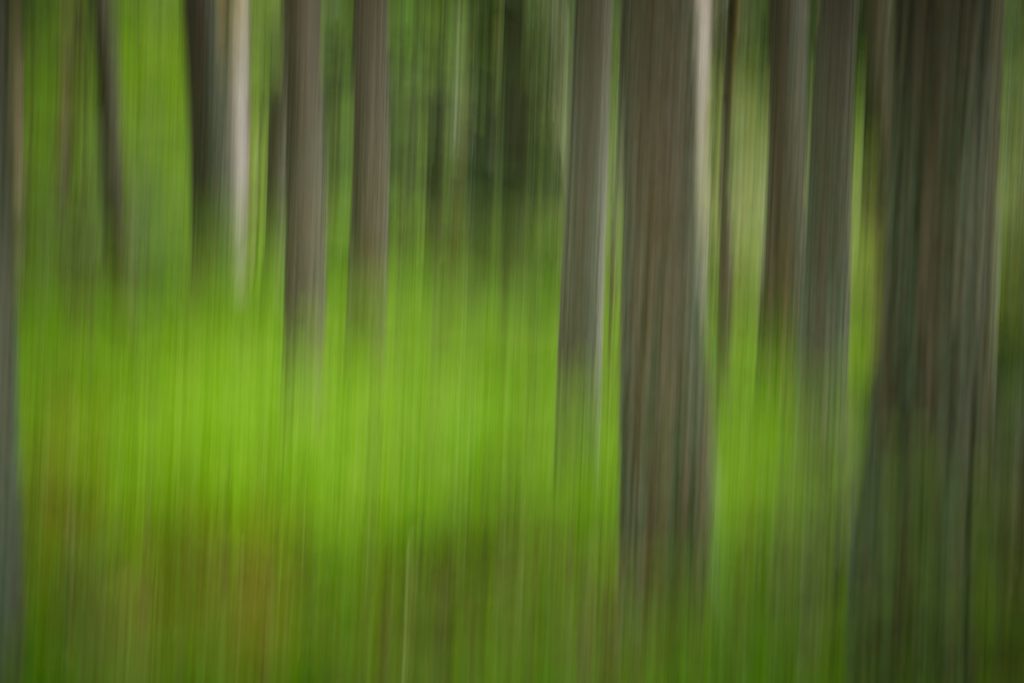 Oeuvre Le murmure de la forêt Paysage et nature