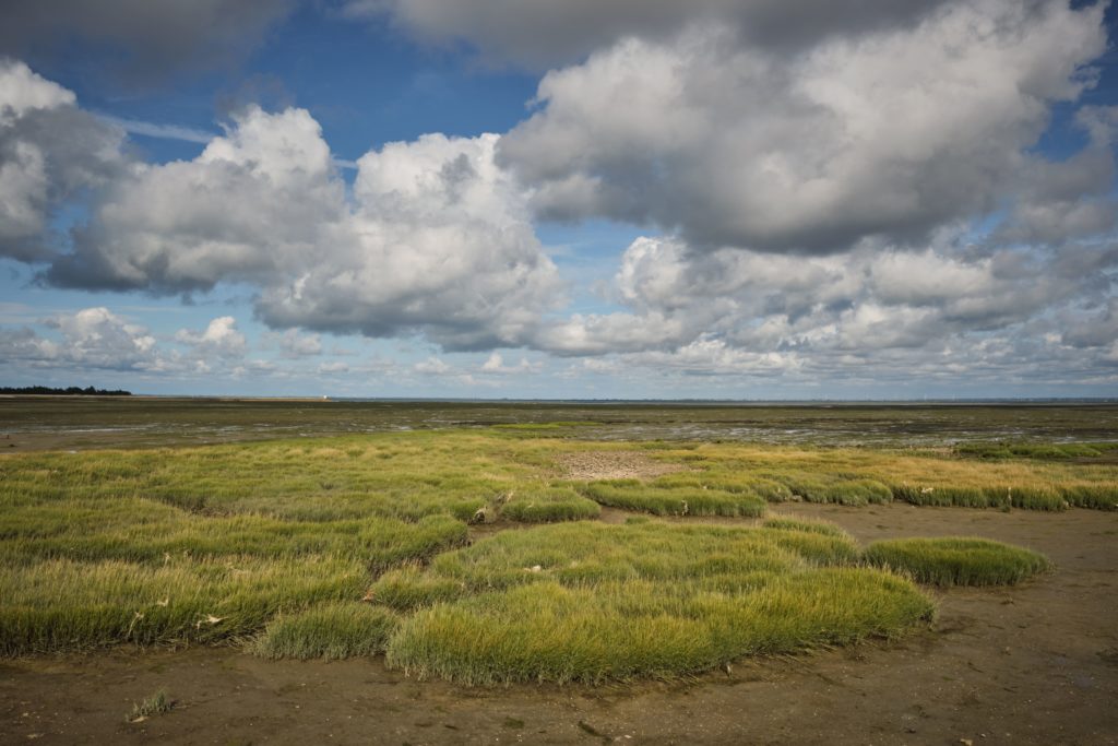 Oeuvre Steppe Paysage et nature