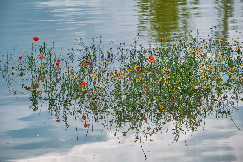 Oeuvre Reflet aquatique floral Paysage et nature